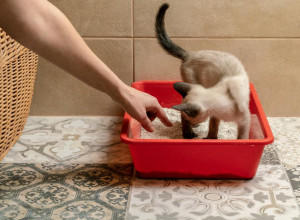 Как приучить кошку к туалету