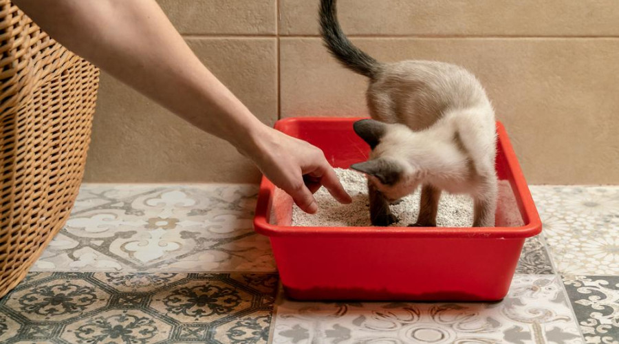 Как приучить кошку к туалету